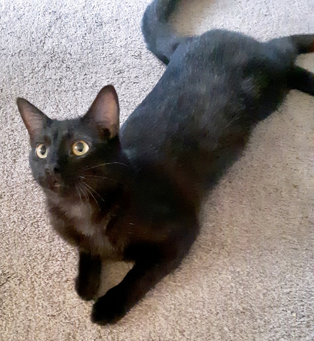 Enlarge Ignatius, a Adopted Domestic Short Hair in Cincinnati, OH image 5/6