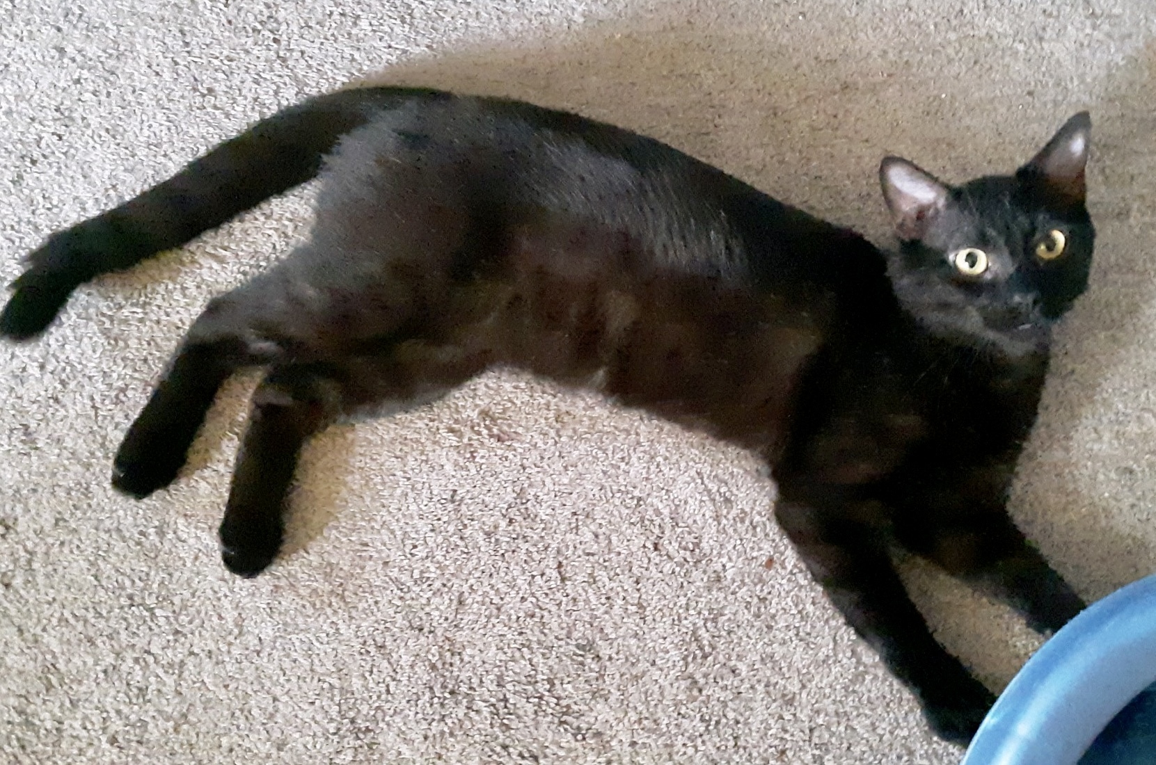 Enlarge Ignatius, a Adopted Domestic Short Hair in Cincinnati, OH image 6/6