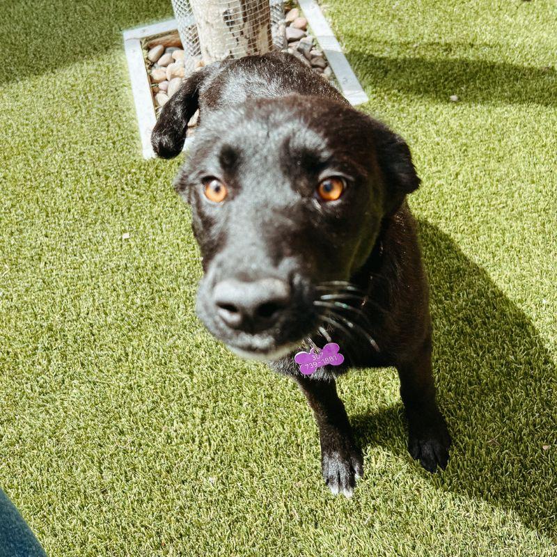 Emily, a ADOPTABLE mixed breed in Jackson, WY image 2/4