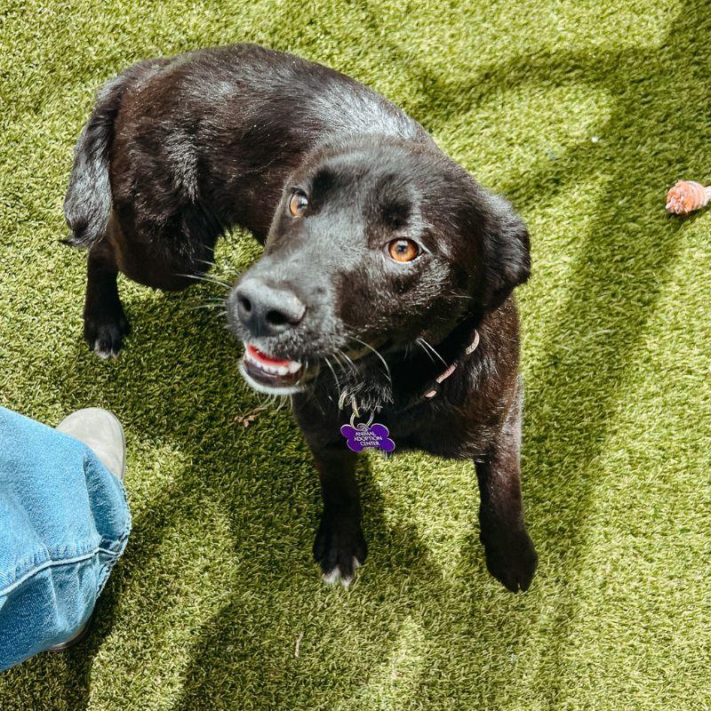 Emily, a ADOPTABLE mixed breed in Jackson, WY image 4/4