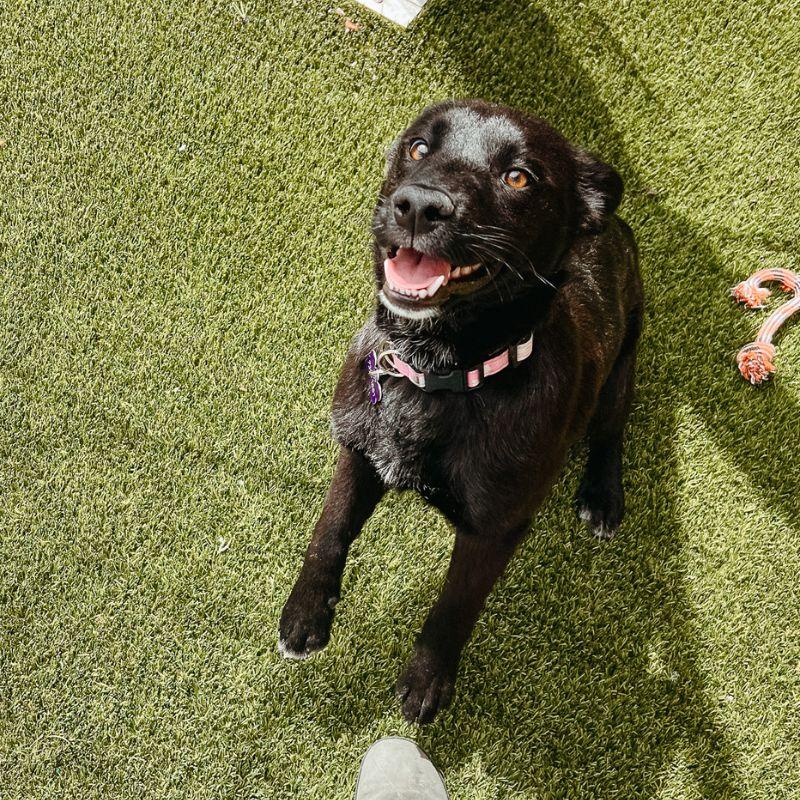 Emily, a ADOPTABLE mixed breed in Jackson, WY image 3/4
