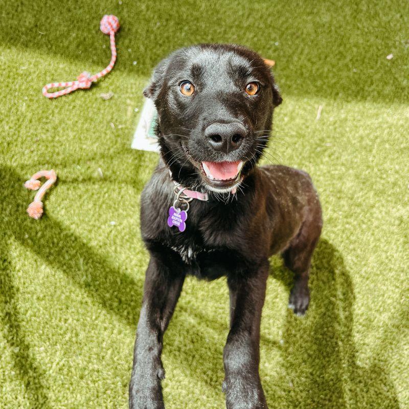 Emily, ADOPTABLE, Young Female Black Labrador Retriever.