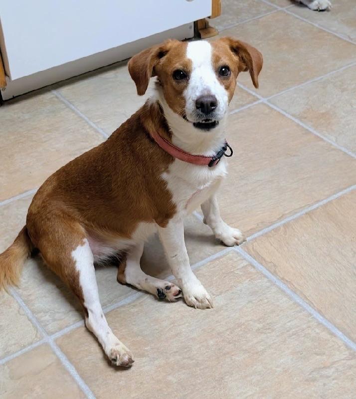 Enlarge Pollyanna, an adopted mixed breed in Scottsburg, IN image 2/2