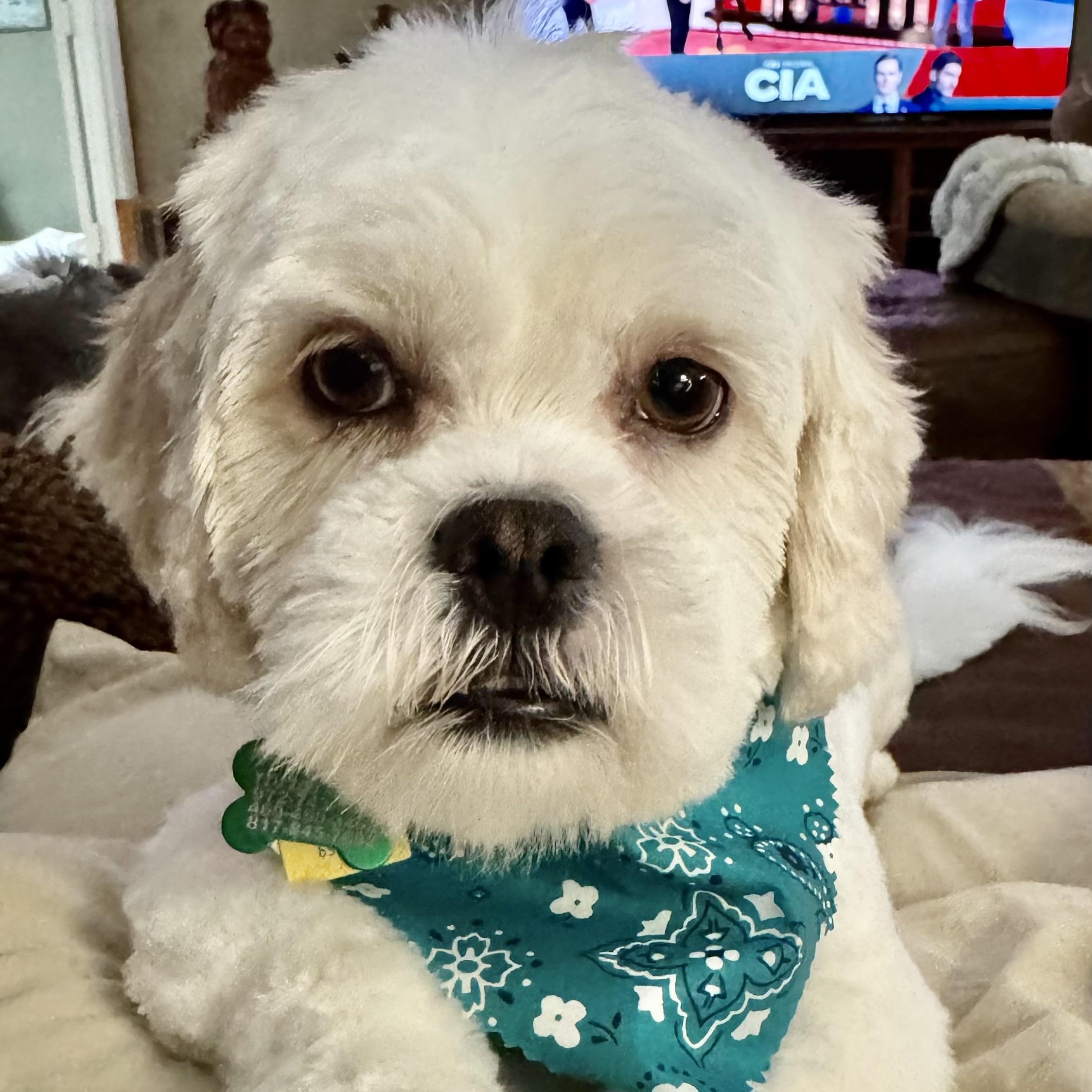 Enlarge Maui Trooper, a Adoptable Lhasa Apso in Plano, TX image 1/4