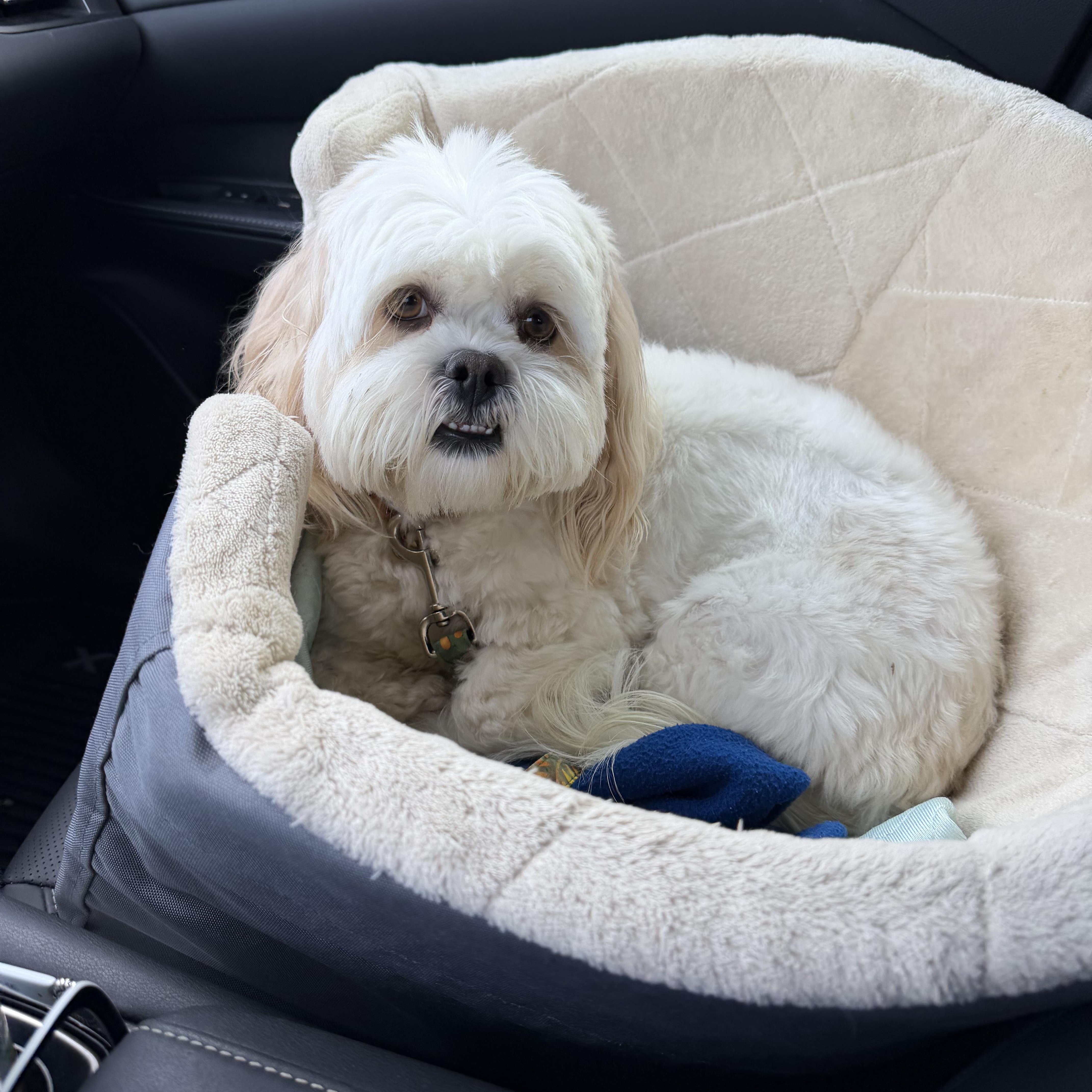 Enlarge Maui Trooper, a Adoptable Lhasa Apso in Plano, TX image 4/4