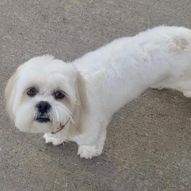 Enlarge Maui Trooper, a Adoptable Lhasa Apso in Plano, TX image 3/4