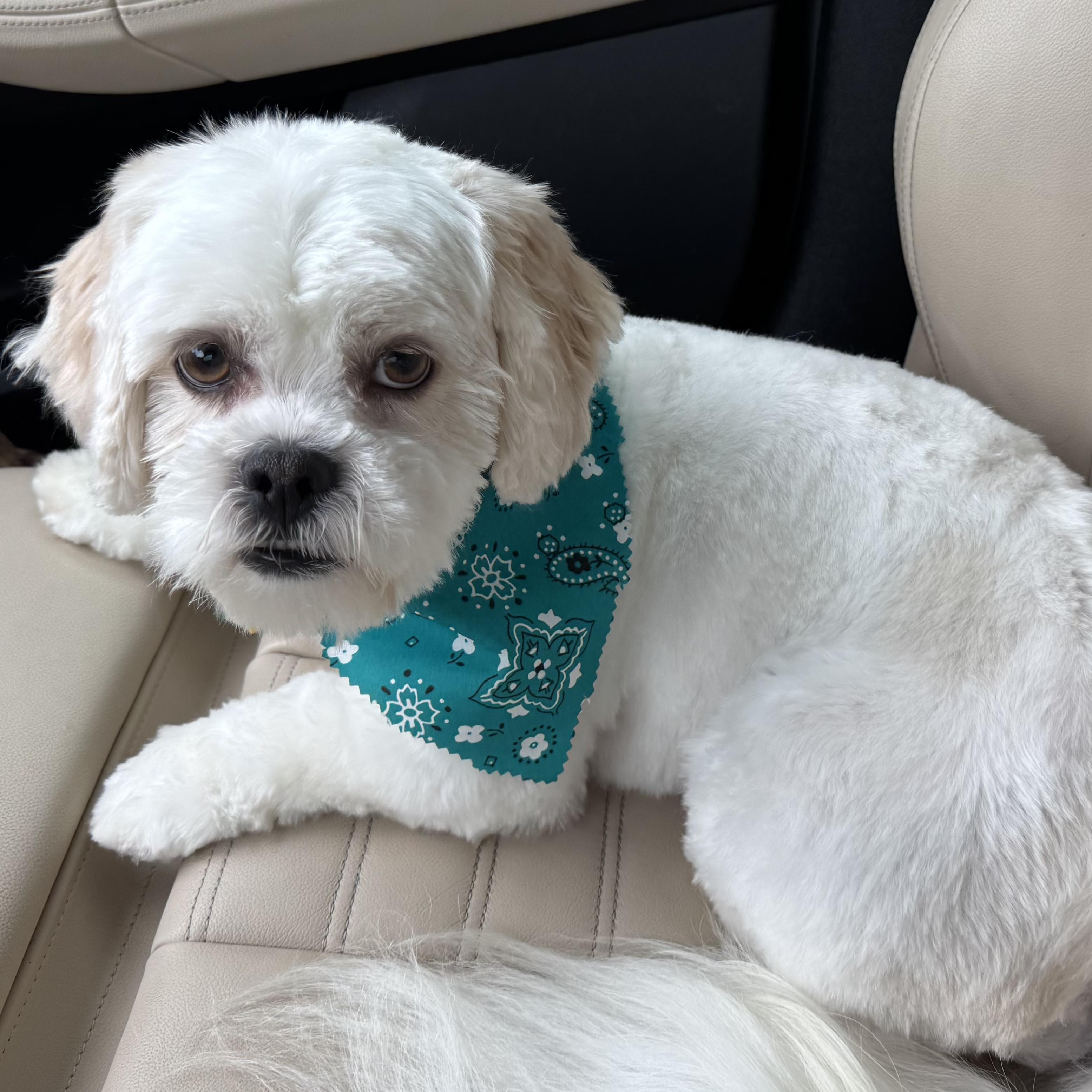 Enlarge Maui Trooper, a Adoptable Lhasa Apso in Plano, TX image 2/4
