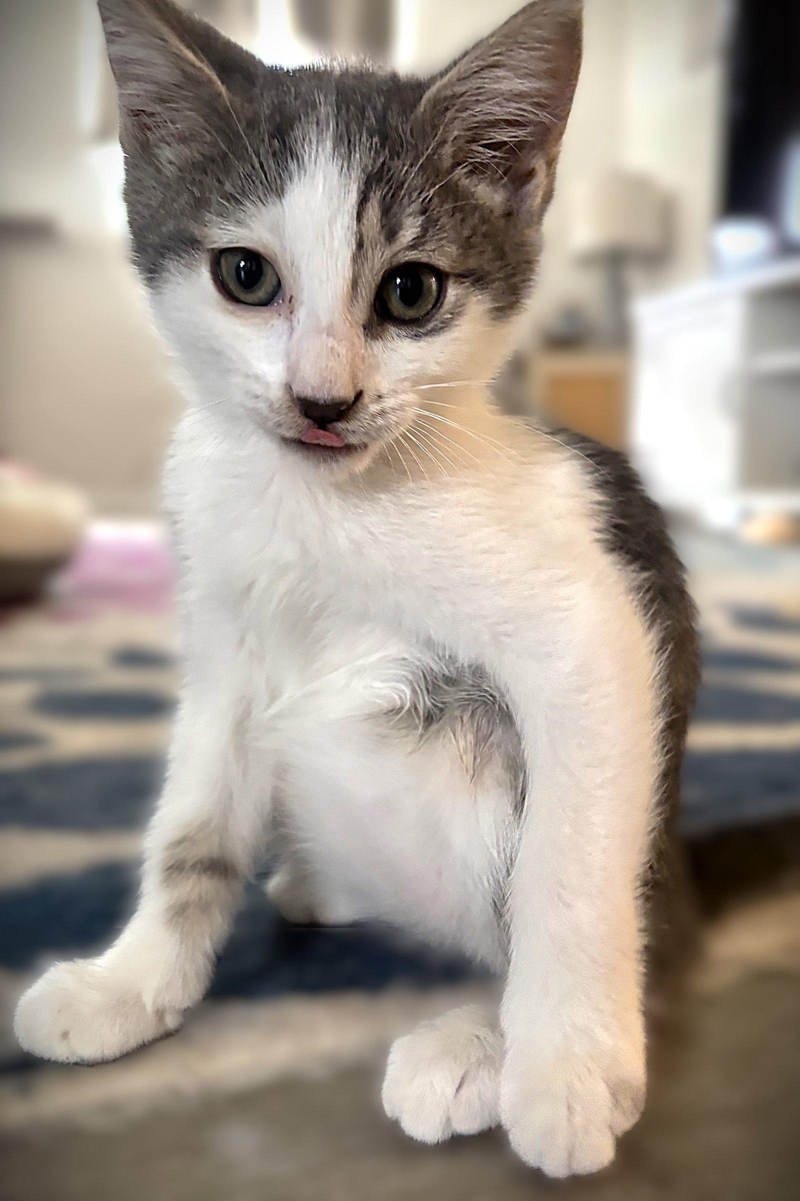 Maverick, Adopted, Kitten Female Tabby.