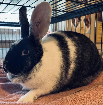 Enlarge Diva, a ADOPTABLE Bunny Rabbit in Missoula, MT image 1/1