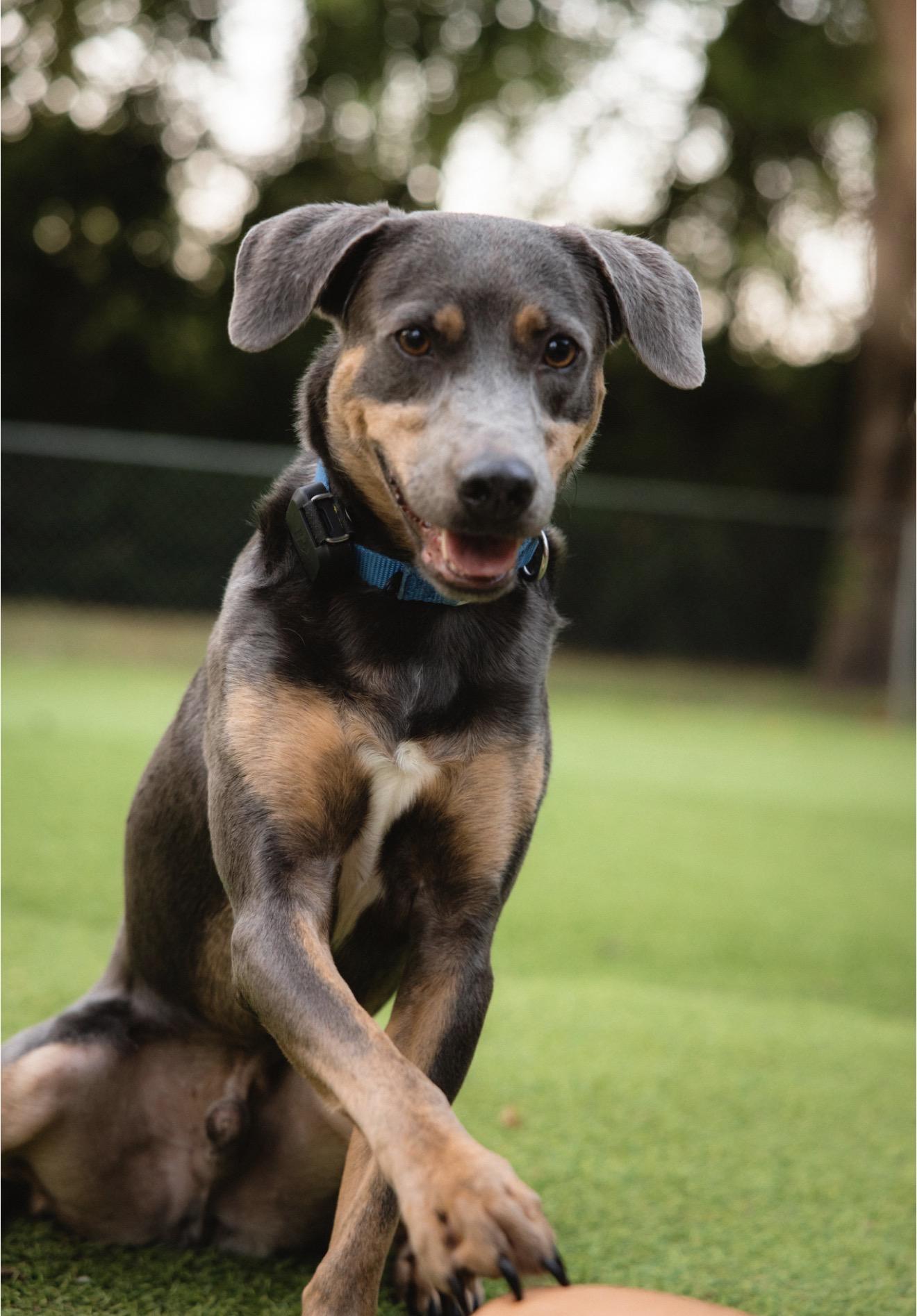 Enlarge Hao'oli, a Adoptable Mixed Breed in Smyrna, TN image 3/5