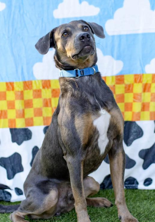 Enlarge Hao'oli, a Adoptable Mixed Breed in Smyrna, TN image 5/5