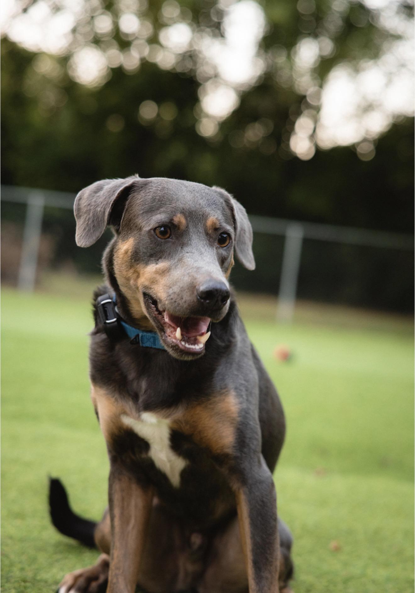 Enlarge Hao'oli, a Adoptable Mixed Breed in Smyrna, TN image 4/5