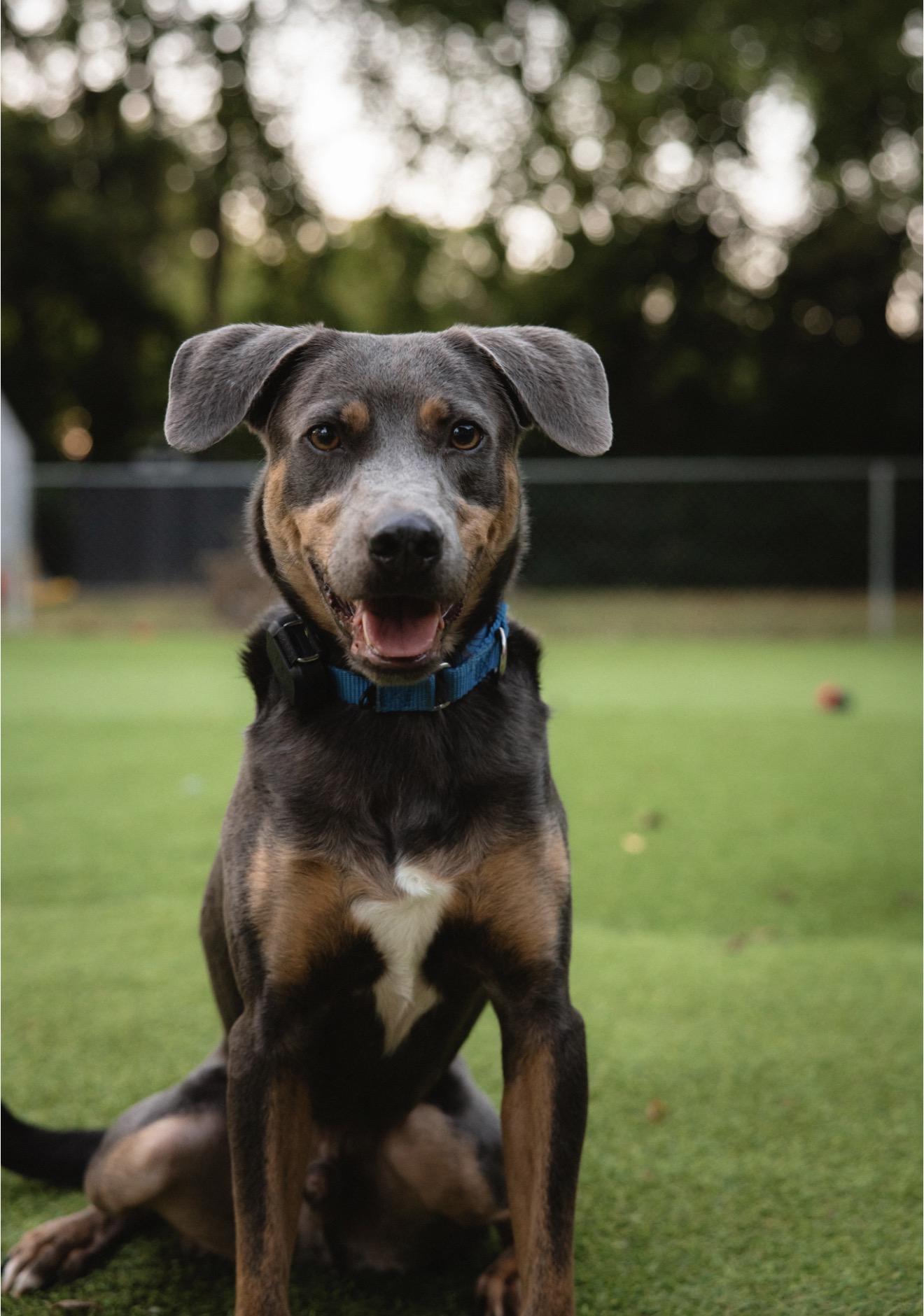 Hao'oli, Adoptable, Adult Male Mixed Breed.
