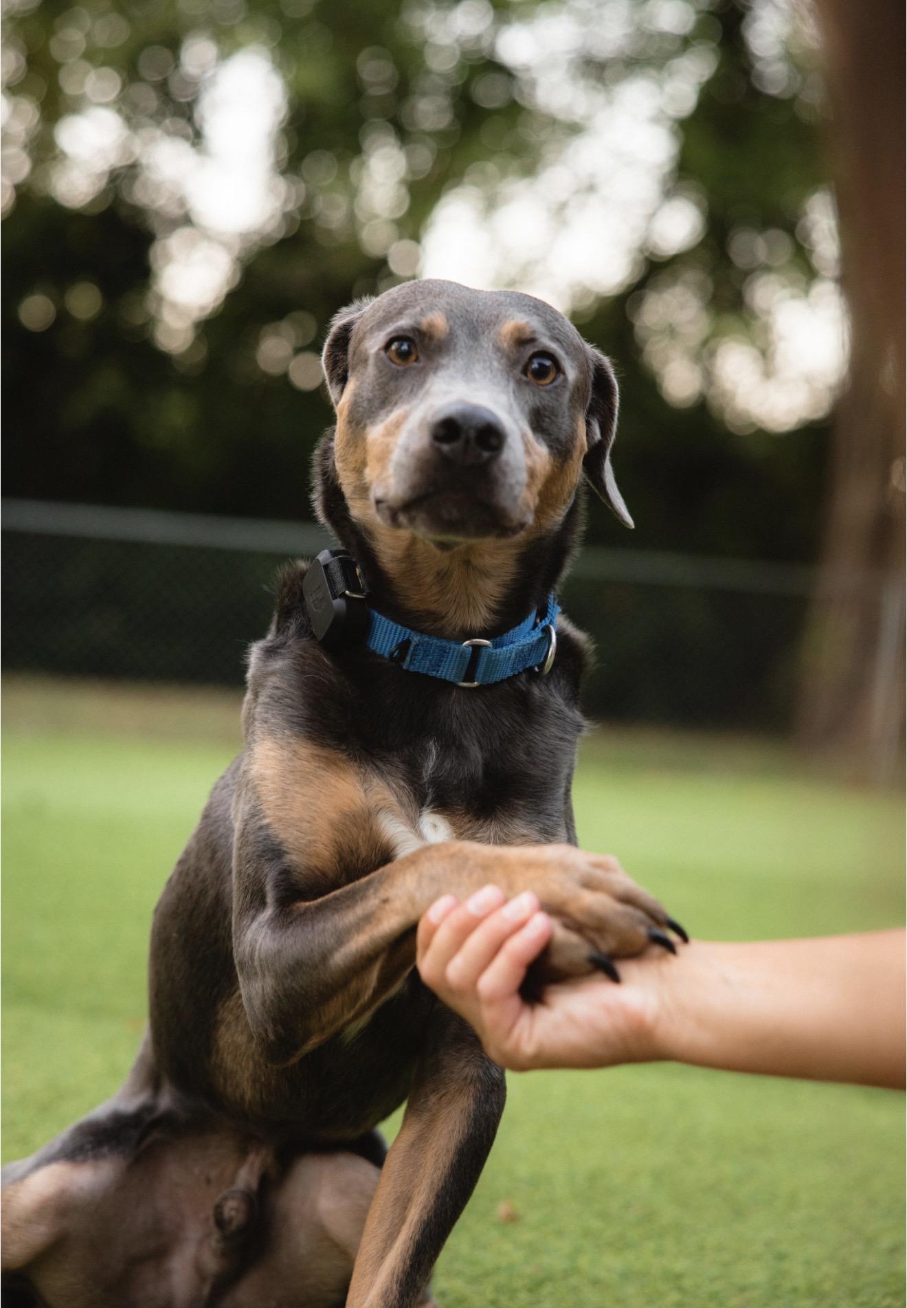 Enlarge Hao'oli, a Adoptable Mixed Breed in Smyrna, TN image 2/5