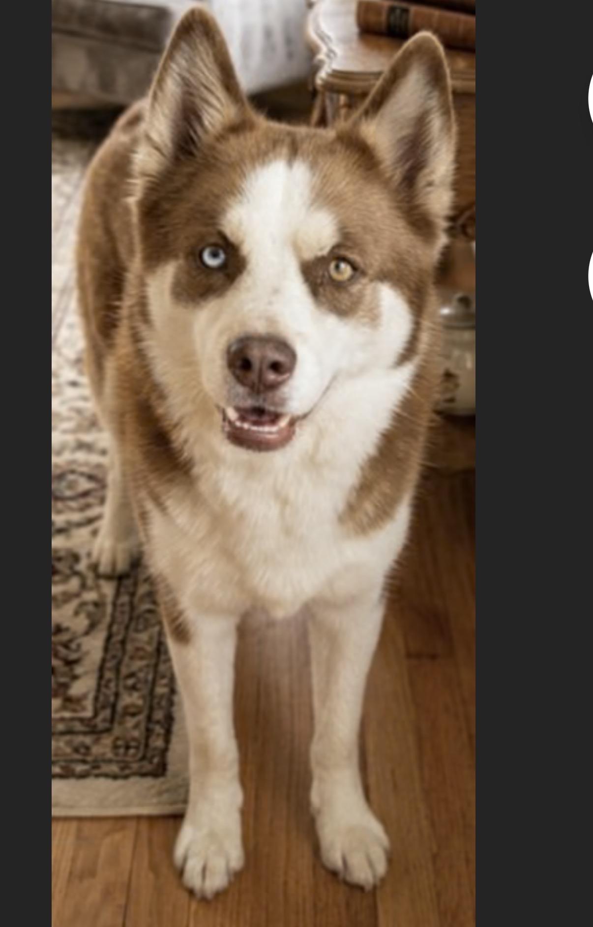 Clara, Adoptable, Adult Female Pomsky.
