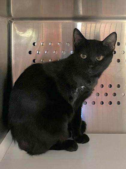 Enlarge Turbo, a Adoptable Domestic Short Hair in Twinsburg, OH image 1/2