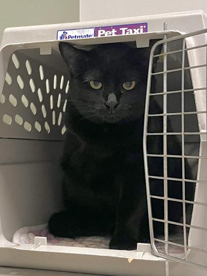 Enlarge Turbo, a Adoptable Domestic Short Hair in Twinsburg, OH image 2/3