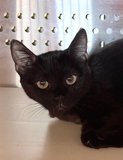 Enlarge Turbo, a Adoptable Domestic Short Hair in Twinsburg, OH image 2/2