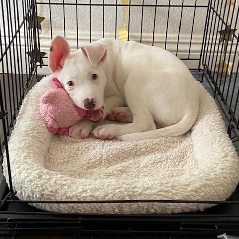 Enlarge Snowflake , a ADOPTABLE mixed breed in San Diego, CA image 2/5