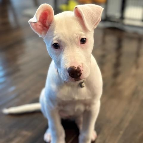 Snowflake , ADOPTABLE, Puppy Female Labrador Retriever.