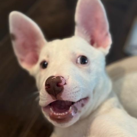 Enlarge Snowflake , a ADOPTABLE mixed breed in San Diego, CA image 5/5