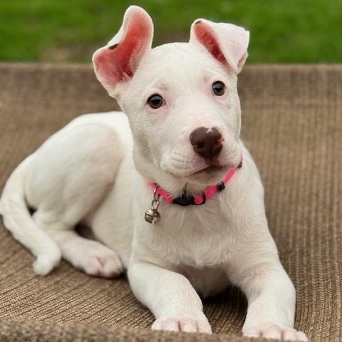 Enlarge Snowflake , a ADOPTABLE mixed breed in San Diego, CA image 3/5