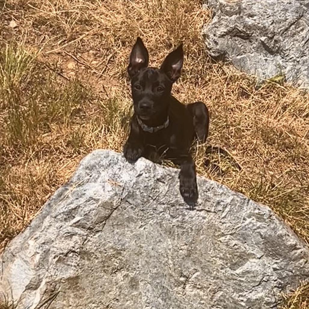 Enlarge Coconut, a Adoptable Terrier in SAN ANTONIO, TX image 1/1