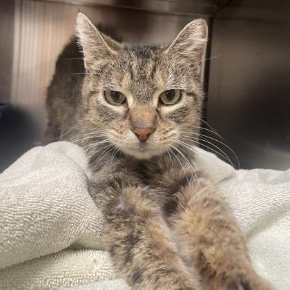 Confetti, ADOPTABLE, Adult Female Domestic Short Hair.