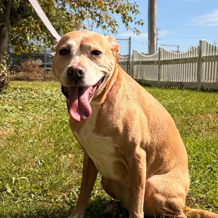 Enlarge Maizey, a Adoptable mixed breed in Waterloo, IA image 2/5