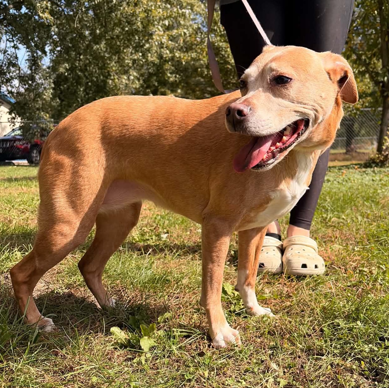 Enlarge Maizey, a Adoptable mixed breed in Waterloo, IA image 3/5