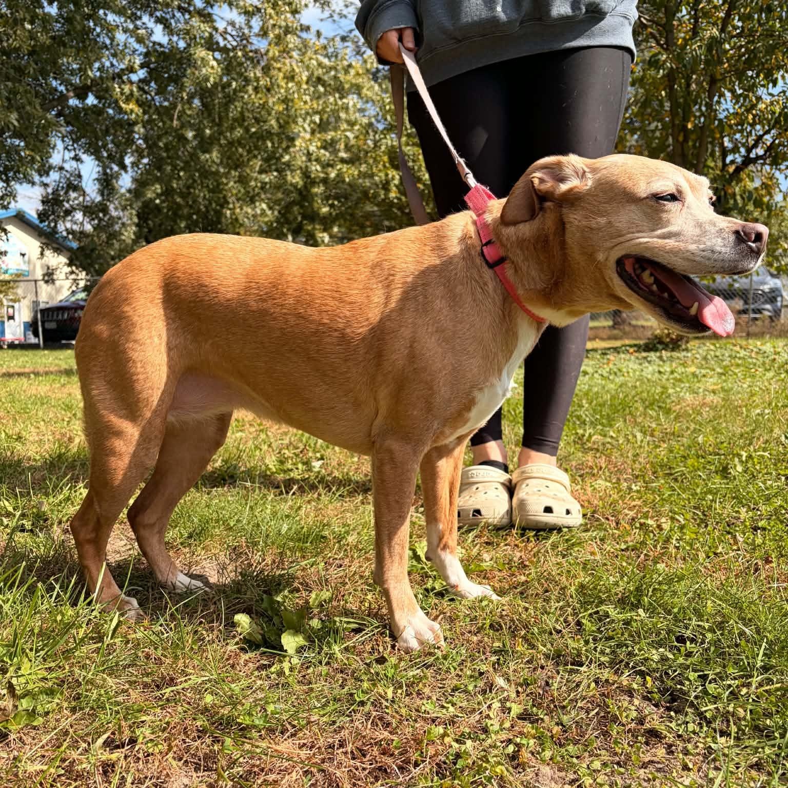Maizey, Adoptable, Senior Female Labrador Retriever.