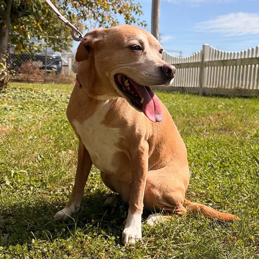 Enlarge Maizey, a Adoptable mixed breed in Waterloo, IA image 4/5