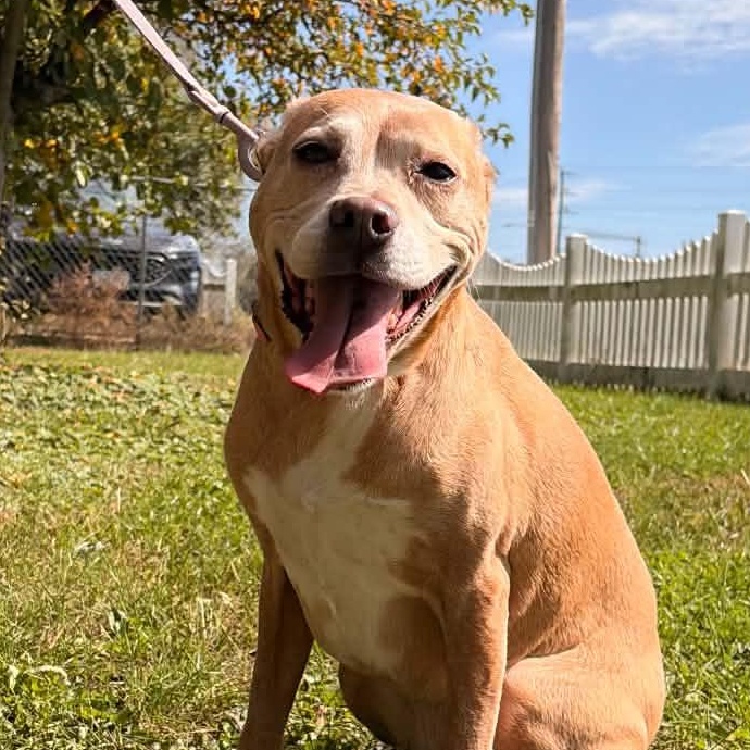 Enlarge Maizey, a Adoptable mixed breed in Waterloo, IA image 5/5