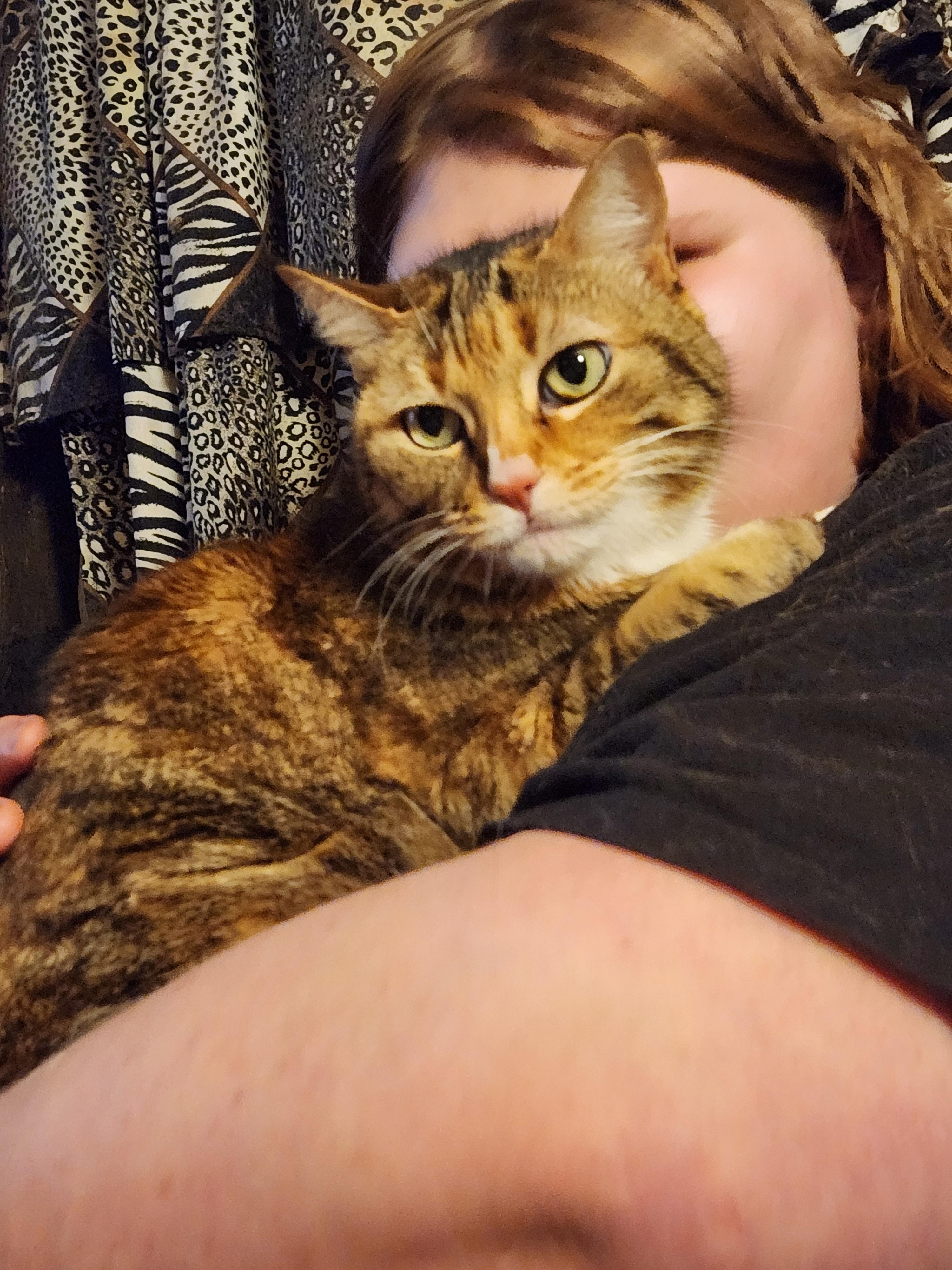 Rory, a Adoptable Domestic Short Hair in Mount Pleasant, TX image 1/3