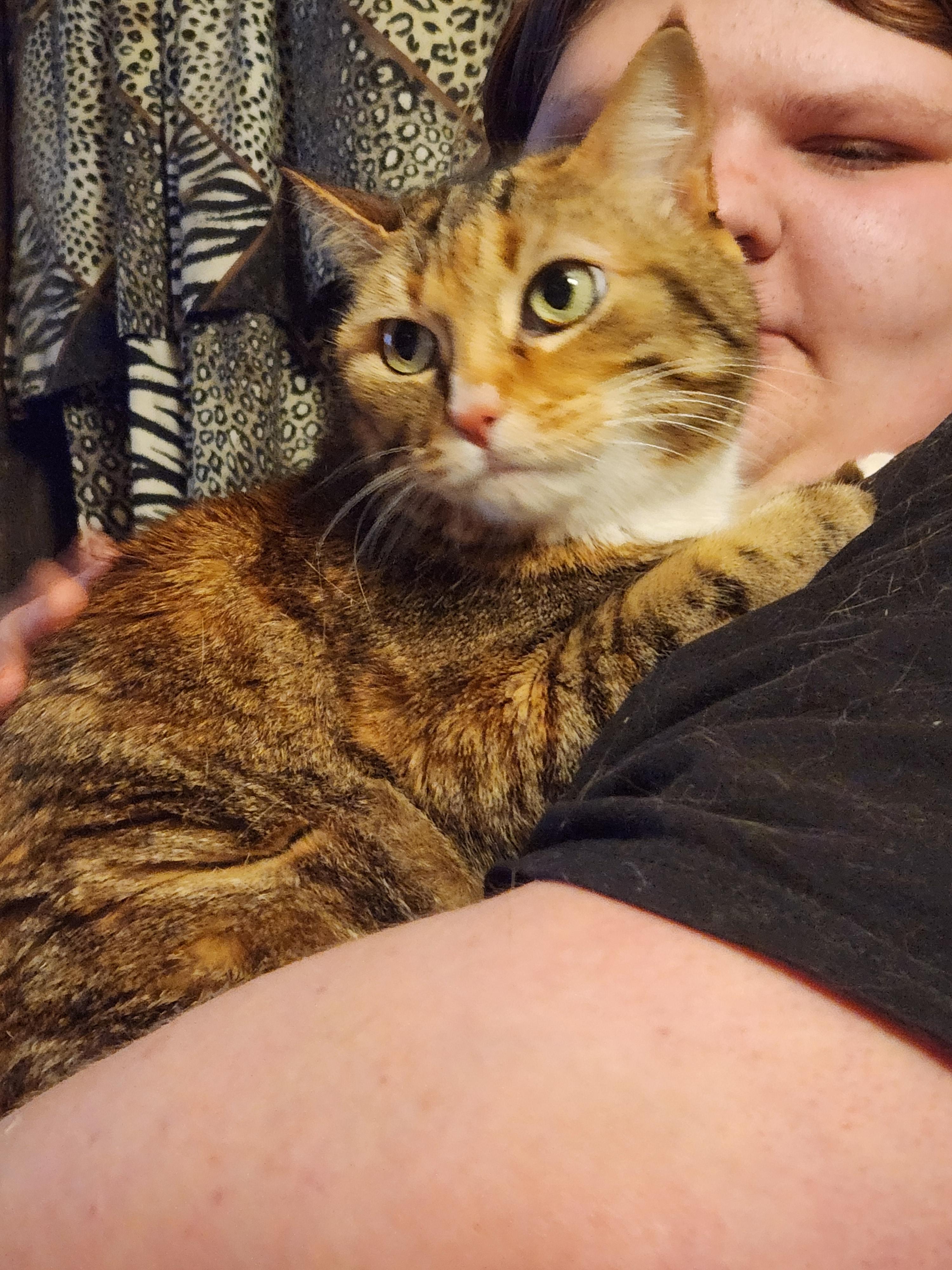 Rory, a Adoptable Domestic Short Hair in Mount Pleasant, TX image 2/3