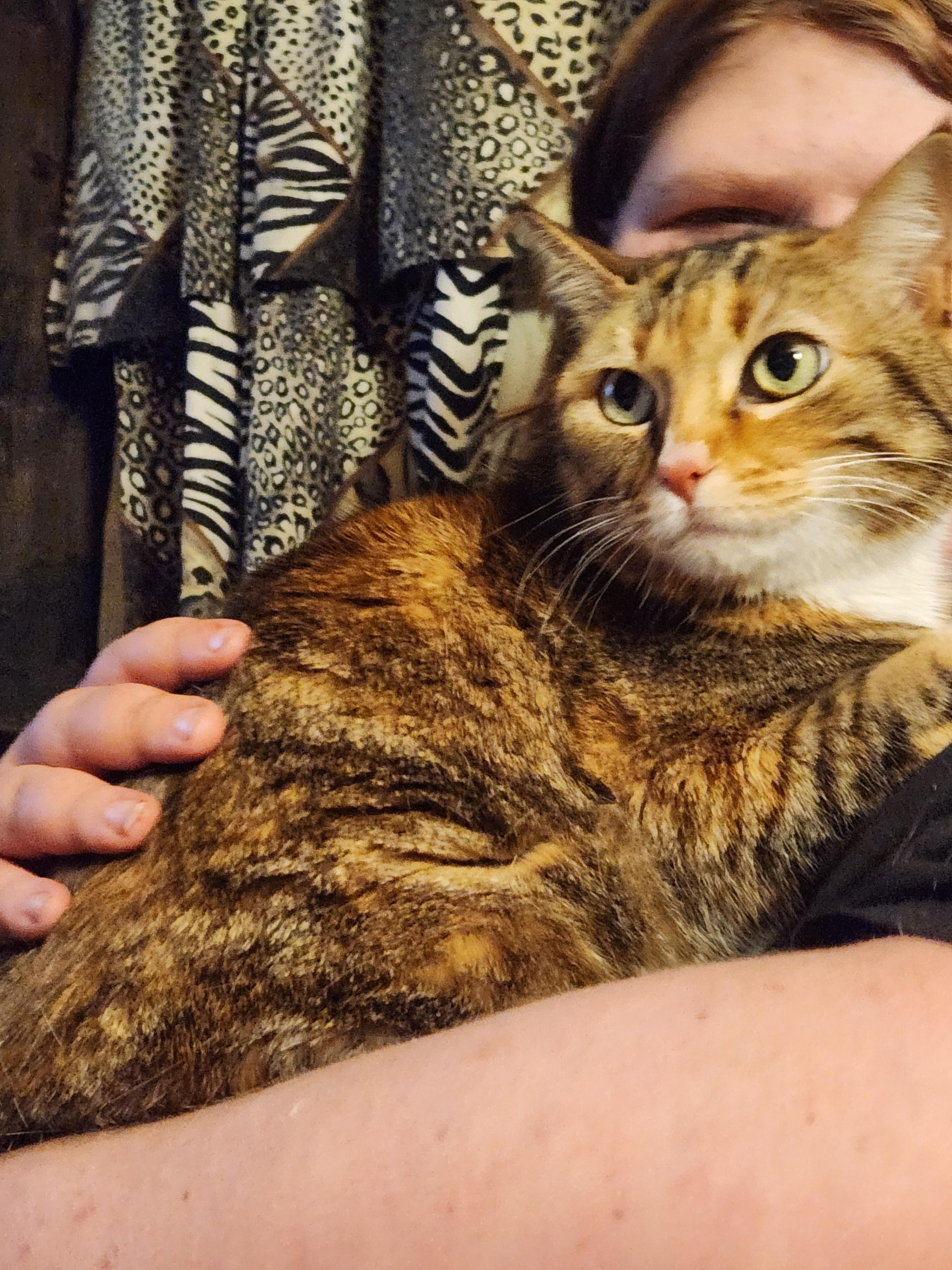 Rory, a Adoptable Domestic Short Hair in Mount Pleasant, TX image 3/3