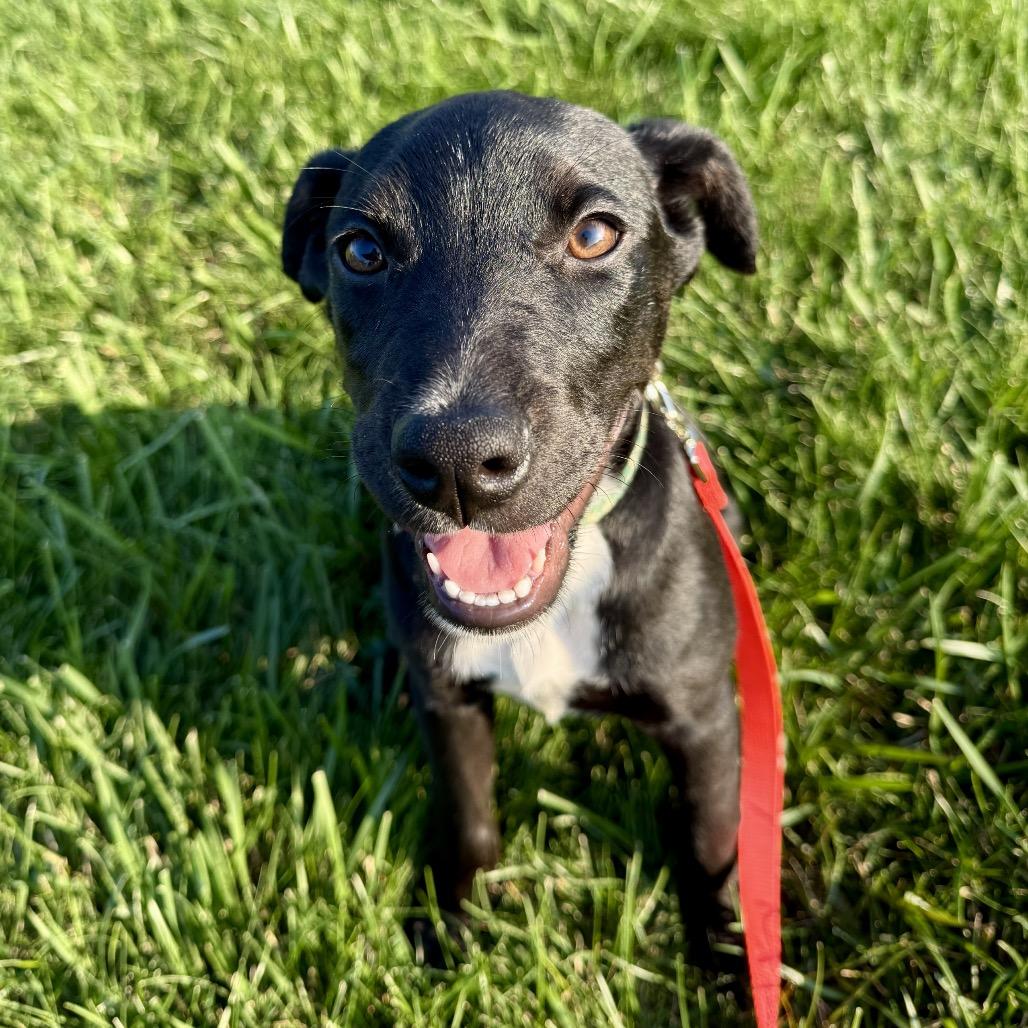 Nova, Adoptable, Puppy Female Labrador Retriever & Mixed Breed.