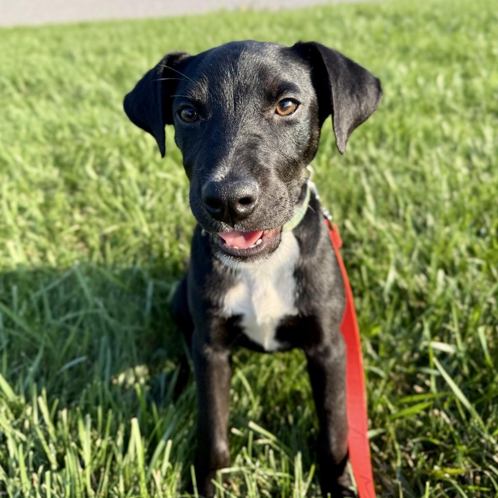 Nova, a Adoptable mixed breed in Valparaiso, IN image 2/2