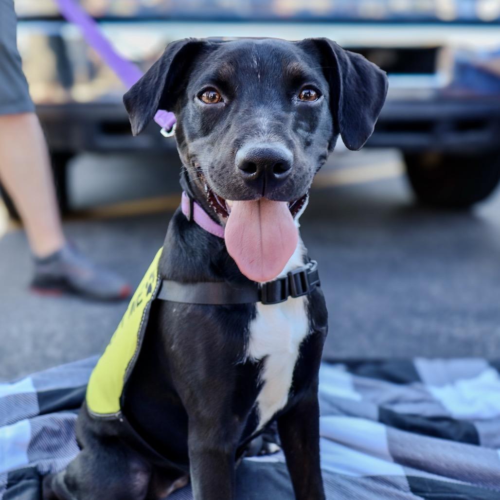 Enlarge Nova, a Adoptable mixed breed in Valparaiso, IN image 3/6