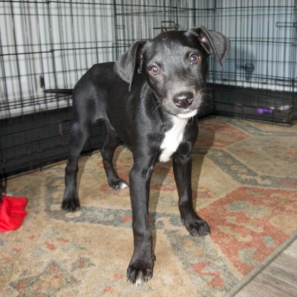 Enlarge Nova, a Adoptable mixed breed in Valparaiso, IN image 1/1