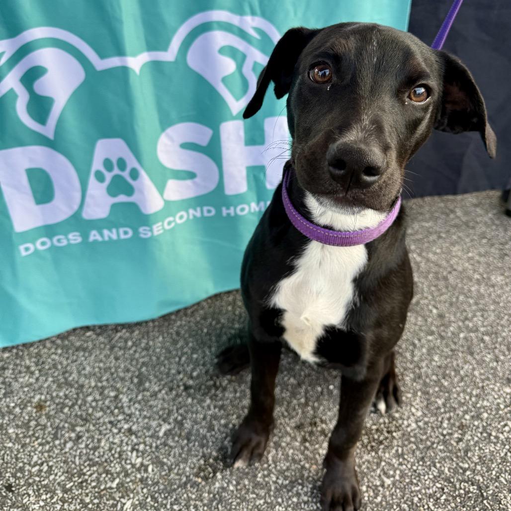 Enlarge Nova, a Adoptable mixed breed in Valparaiso, IN image 4/6