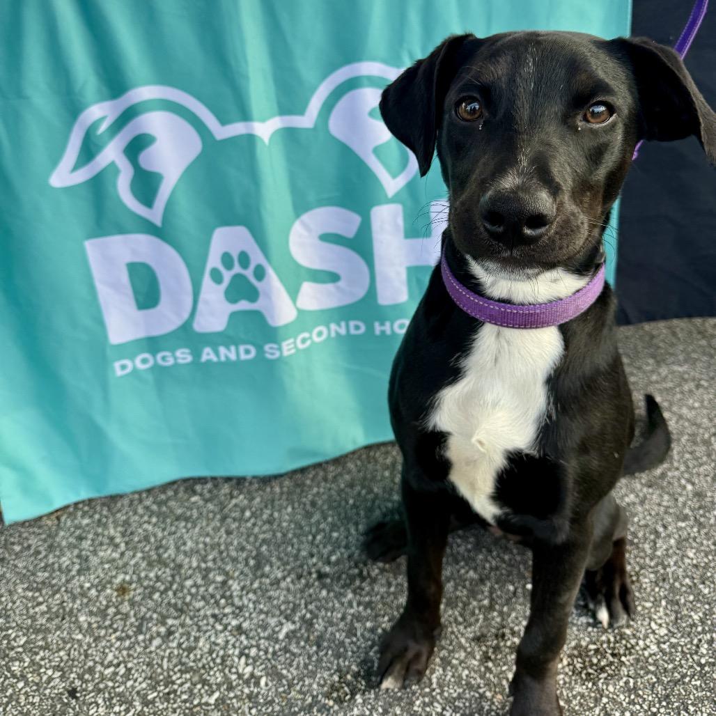 Enlarge Nova, a Adoptable mixed breed in Valparaiso, IN image 5/6