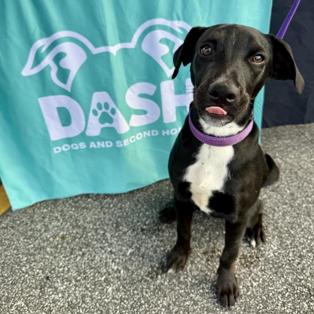 Enlarge Nova, a Adoptable mixed breed in Valparaiso, IN image 6/6