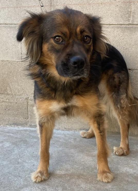 Michaela, Adoptable, Young Female Cocker Spaniel.