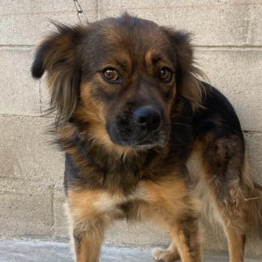 Enlarge Michaela, a Adoptable mixed breed in San Diego, CA image 2/2