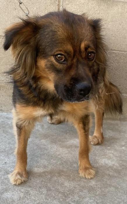 Michaela, a Adoptable mixed breed in San Diego, CA image 2/2