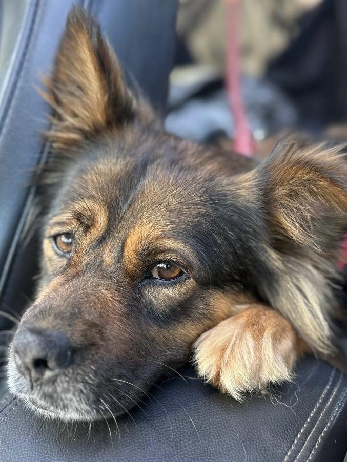Enlarge Michaela, a Adoptable mixed breed in San Diego, CA image 1/2