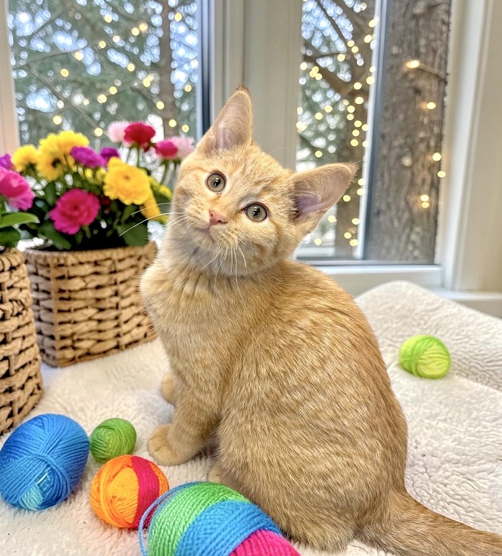 Enlarge Leo - KITTEN, an adopted Domestic Short Hair in Perry, IA image 4/4