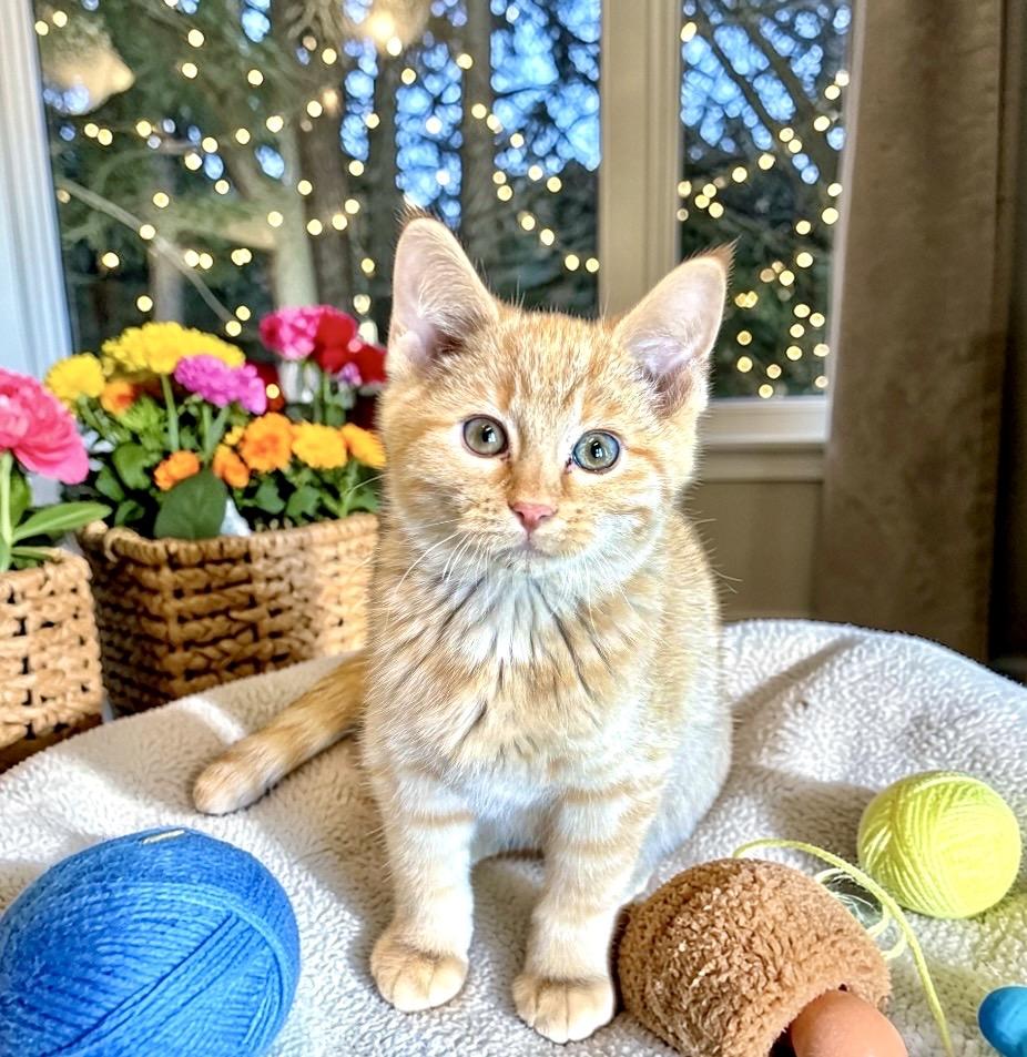 Enlarge Leo - KITTEN, an adopted Domestic Short Hair in Perry, IA image 2/4