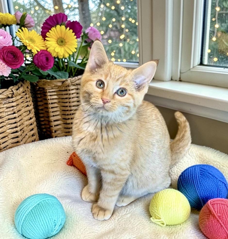 Enlarge Leo - KITTEN, an adopted Domestic Short Hair in Perry, IA image 3/4